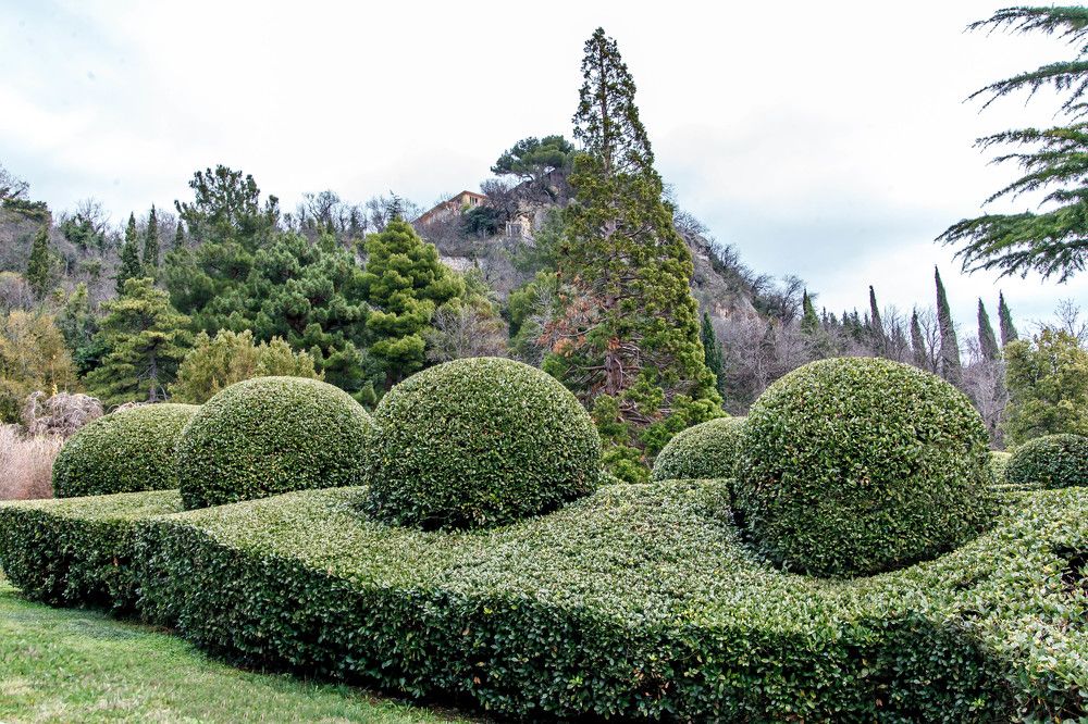 Царские самшиты