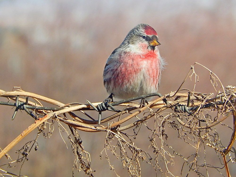 Чечётка, самец