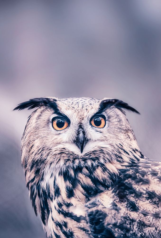 Photograph by Julia Carr