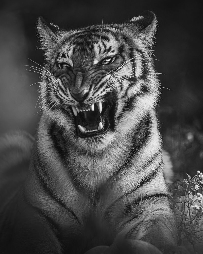 Photograph by Jignesh Patel