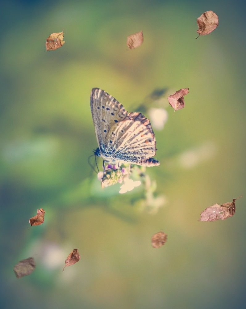 Фотография автора Katerina Georgieva