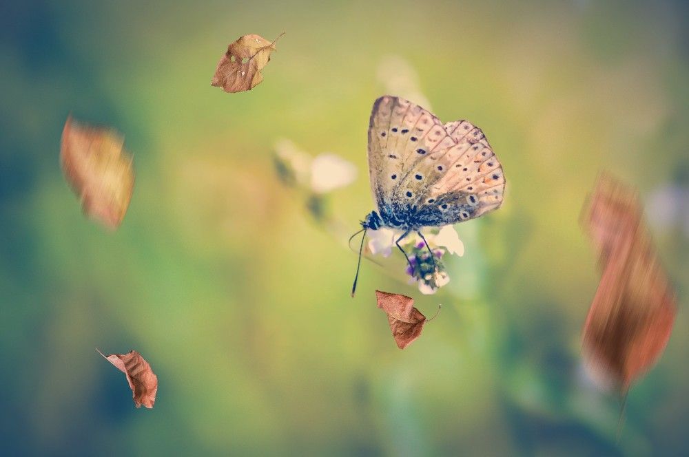 Фотография автора Katerina Georgieva