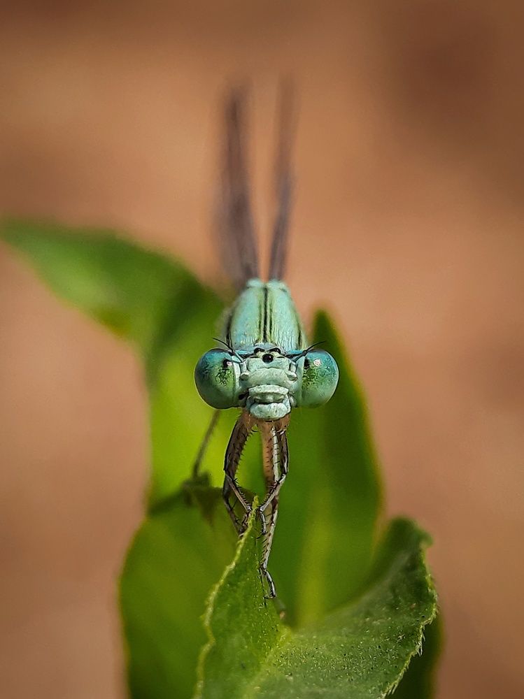 Damselfly