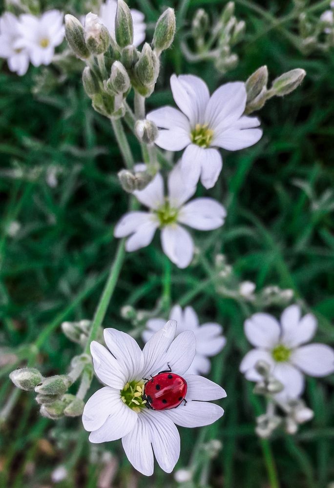 Фотография автора Марина Гусева