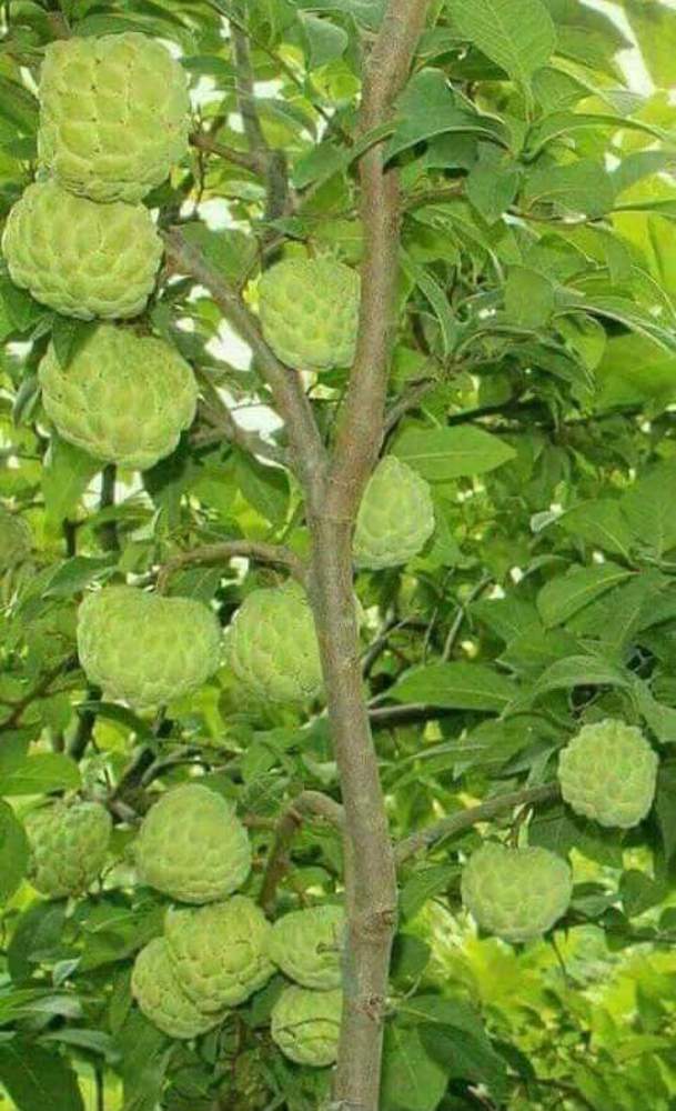 Sugar Apple