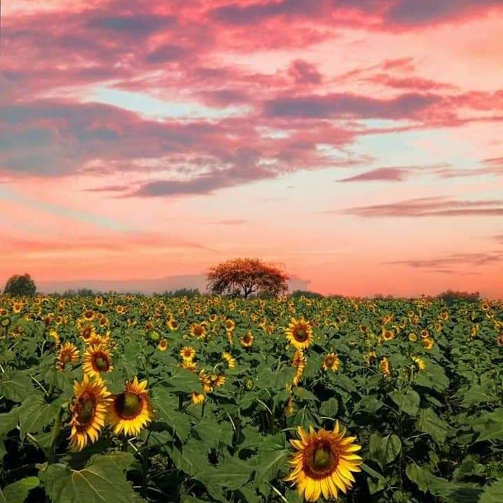 Many are sunflowers