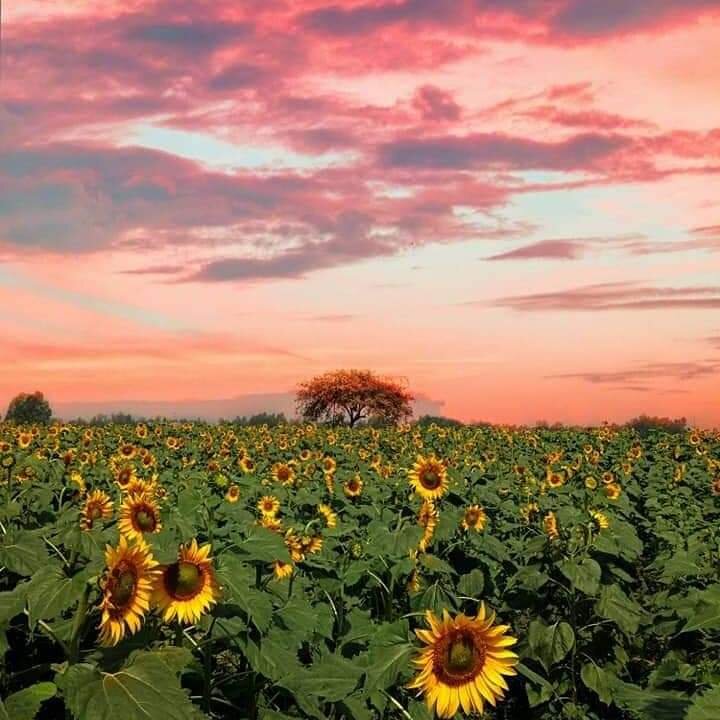 Many are sunflowers