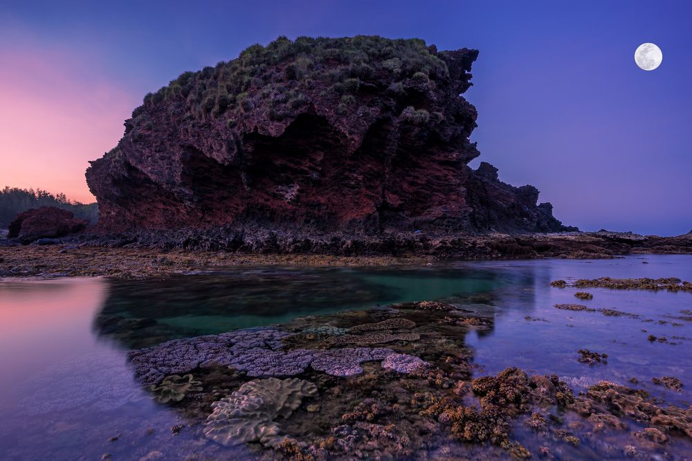 Toad watching the moon