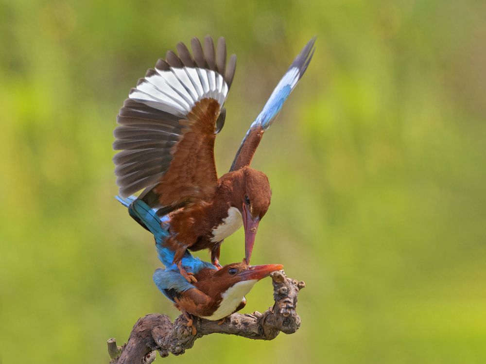 Photograph by Shlomo Waldmann