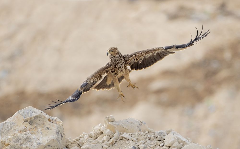 Photograph by Shlomo Waldmann