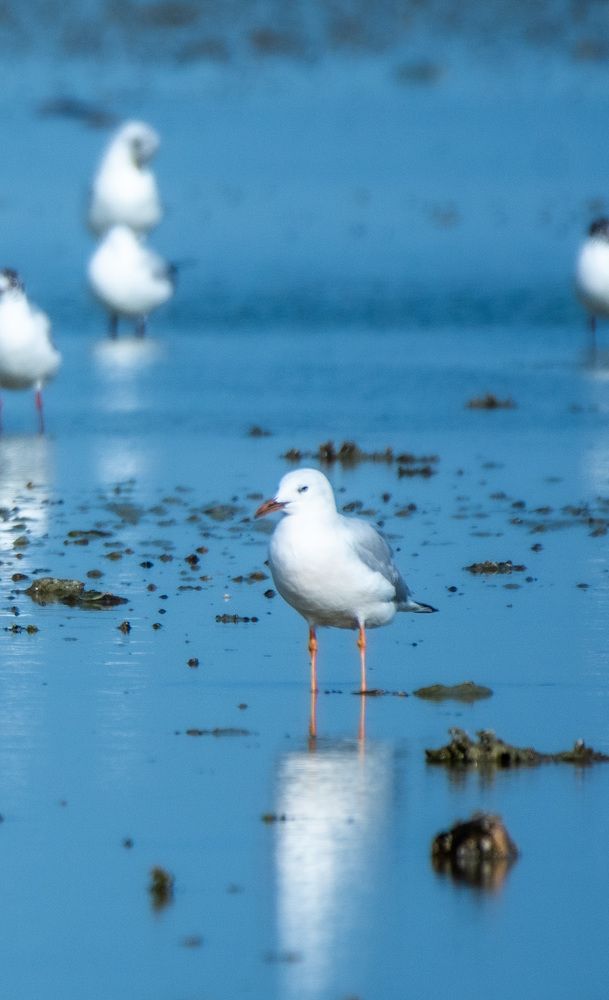Hartlaub’s Gull