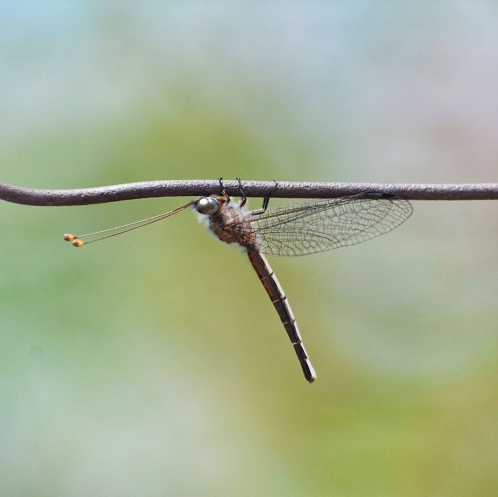 Photograph by Bhanupriya Marke