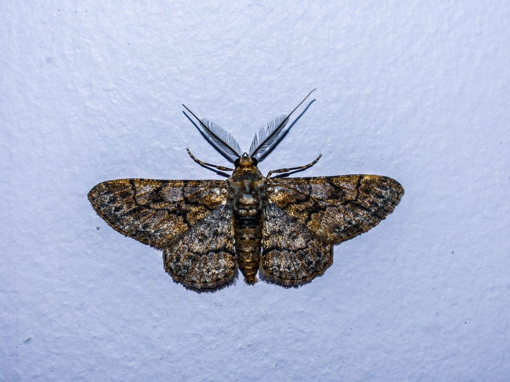 Photograph by Bhanupriya Marke