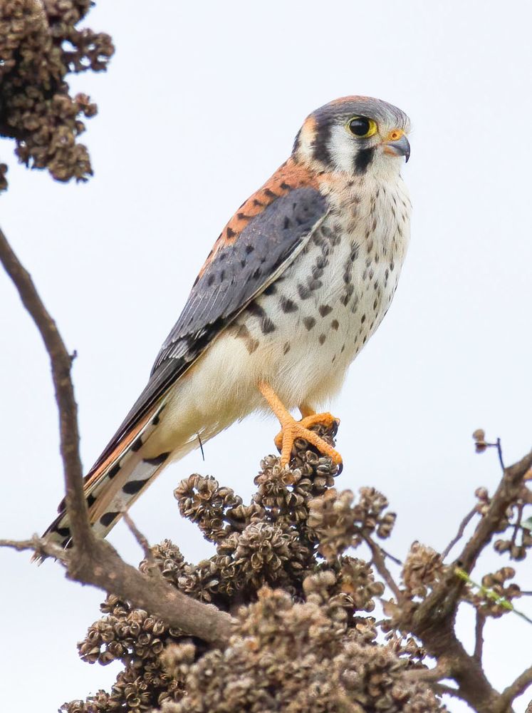 Falcão quiri-quiri - Falco sparverius