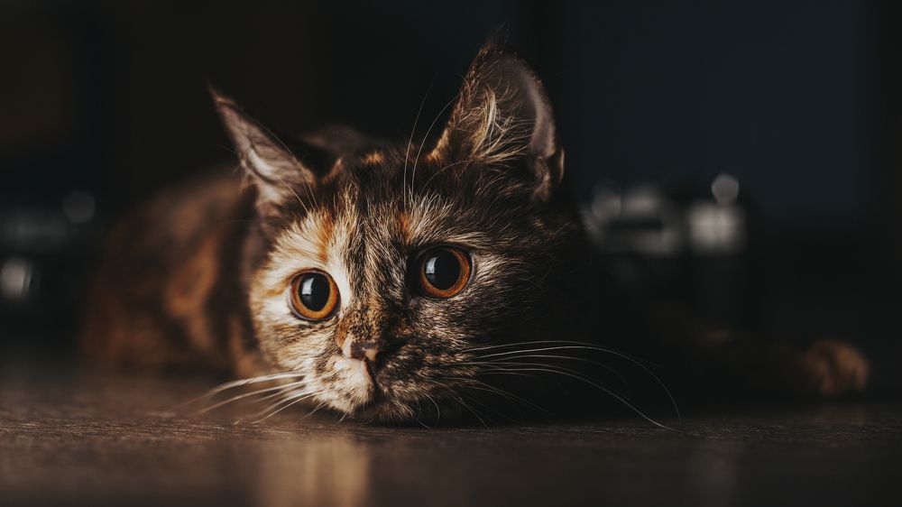 Photograph by Денис Пивоваров