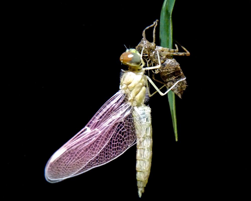 Mobile Macro