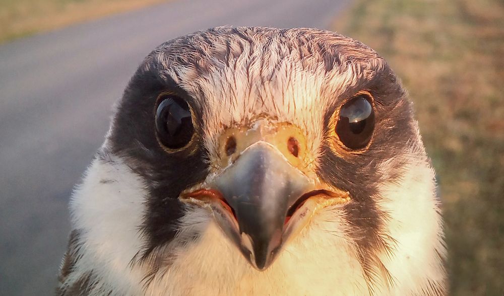 Соколиный взгляд