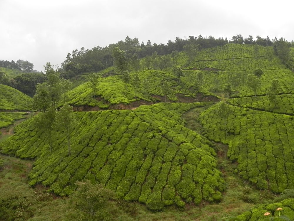 NATURALLY DESIGNED TEA GARDEN