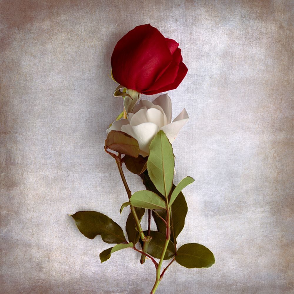 Photograph by Galina Kantor