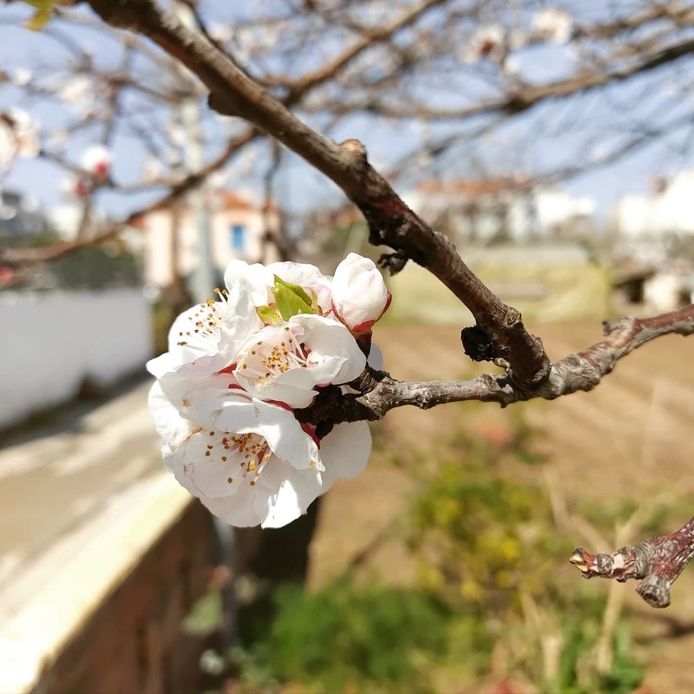 Греческая весна