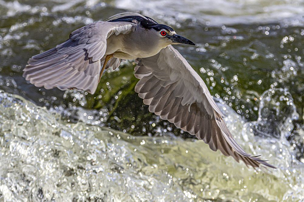 Black-crowned night heron.