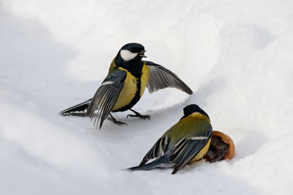 Photograph by Антон Мироненко-Маренков