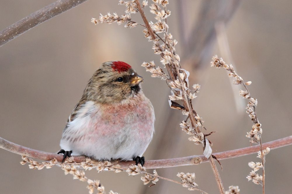Photograph by Антон Мироненко-Маренков