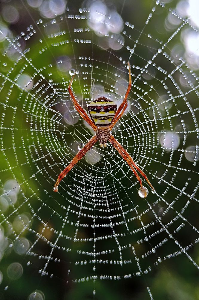 Spider web with Bokhe