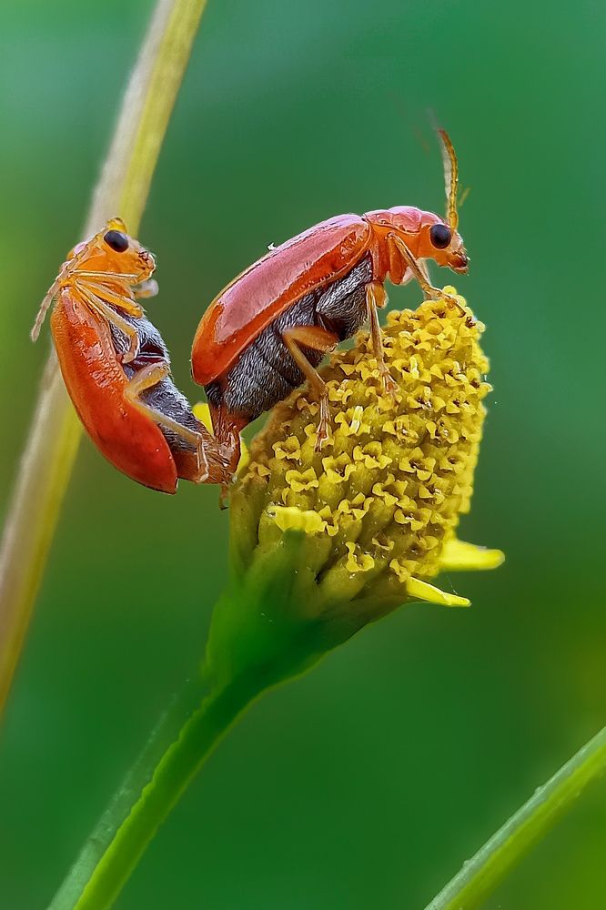 Wild love story