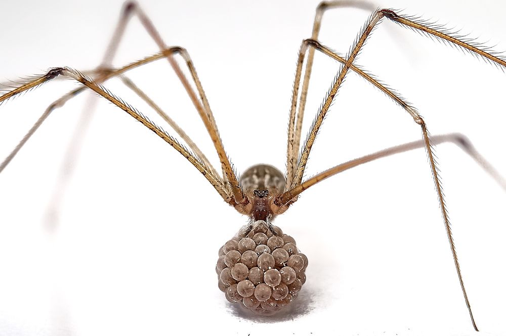 Caller Spider With Eggs
