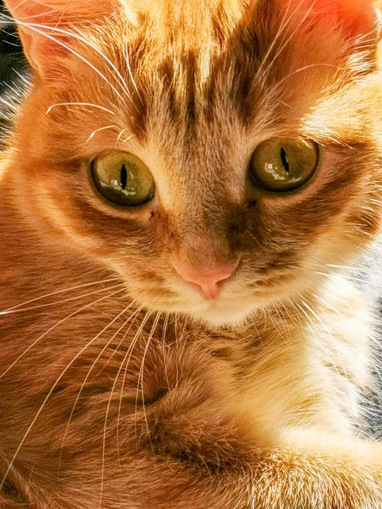 Солнечная Соня.