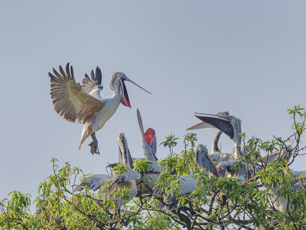 Photograph by Suman Paul