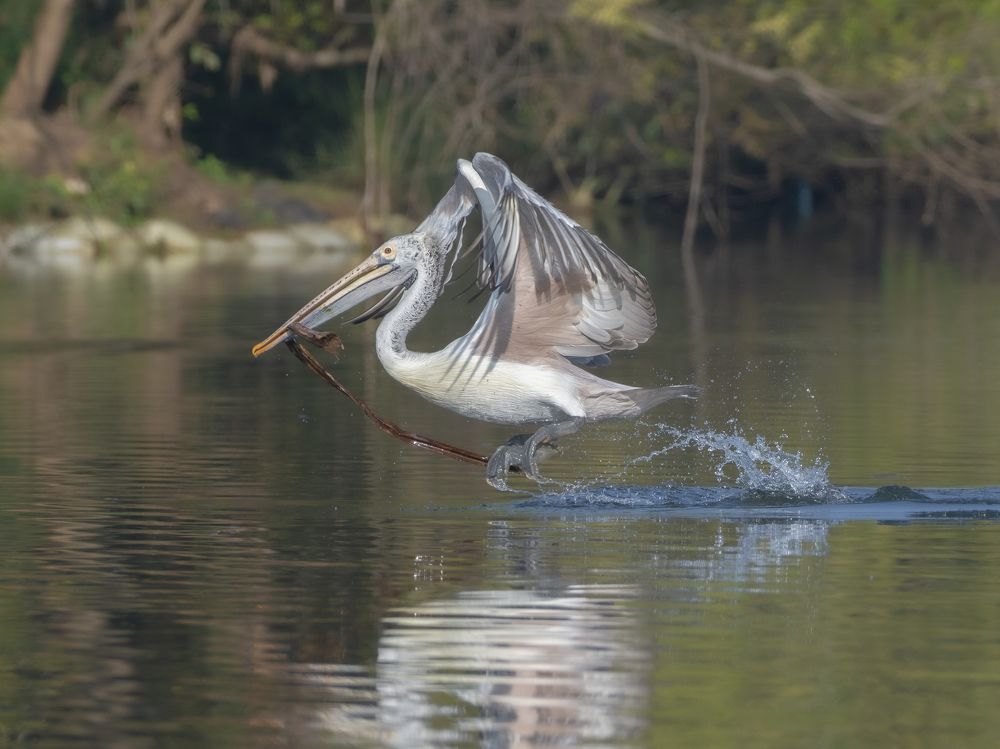 Photograph by Suman Paul