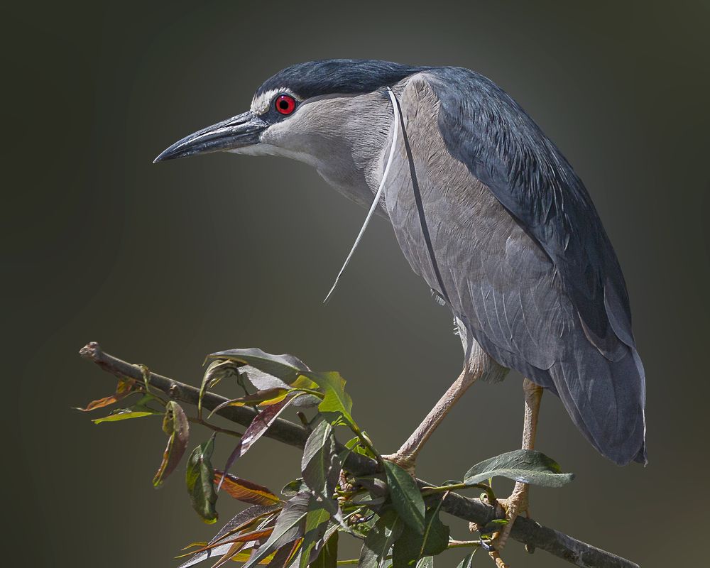Black-crowned night heron.