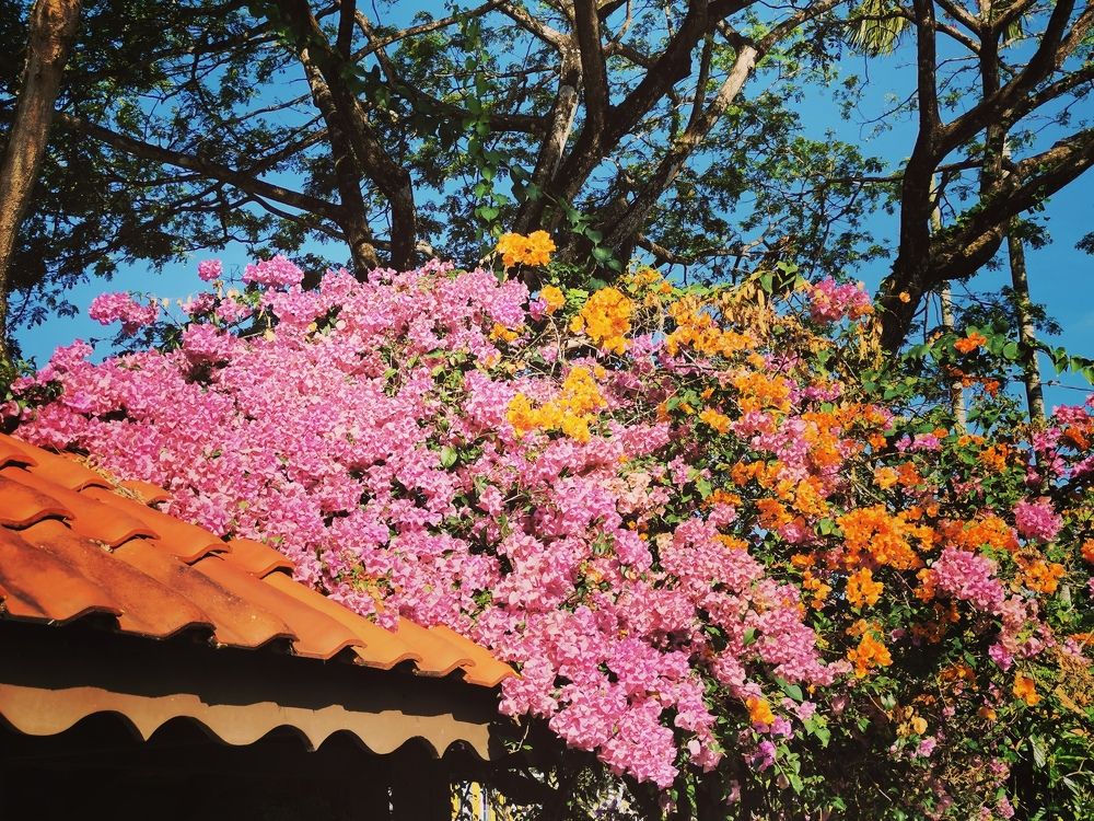 Bougainvillea blooming