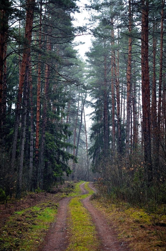 Фотография автора Роман Володащик