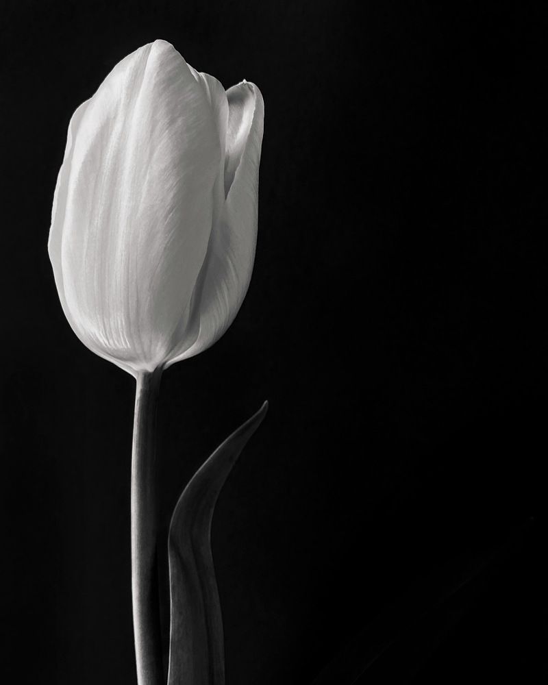 Grey tulip