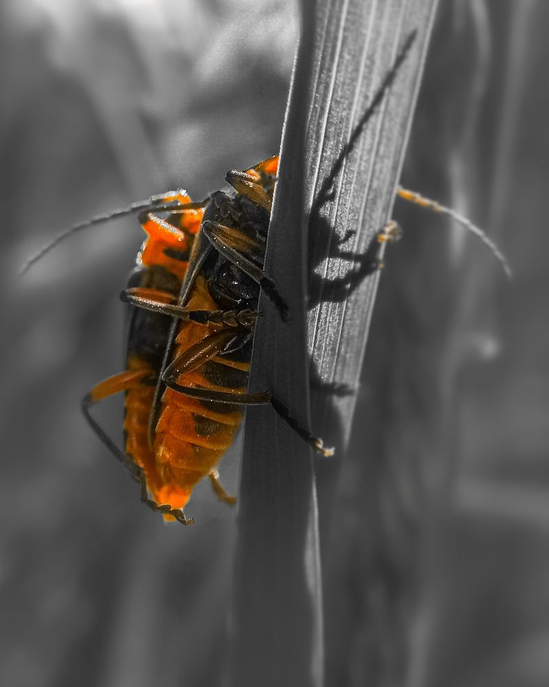 Photograph by Галина Суровицкая