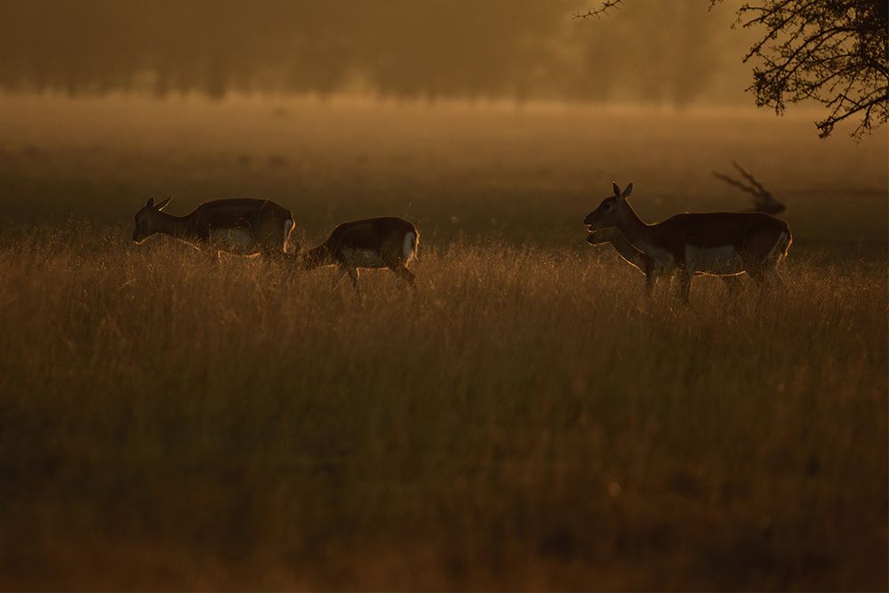 Photograph by ROHIT SINGH RAWAT