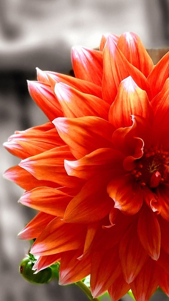 Фотография автора Angun Angusha