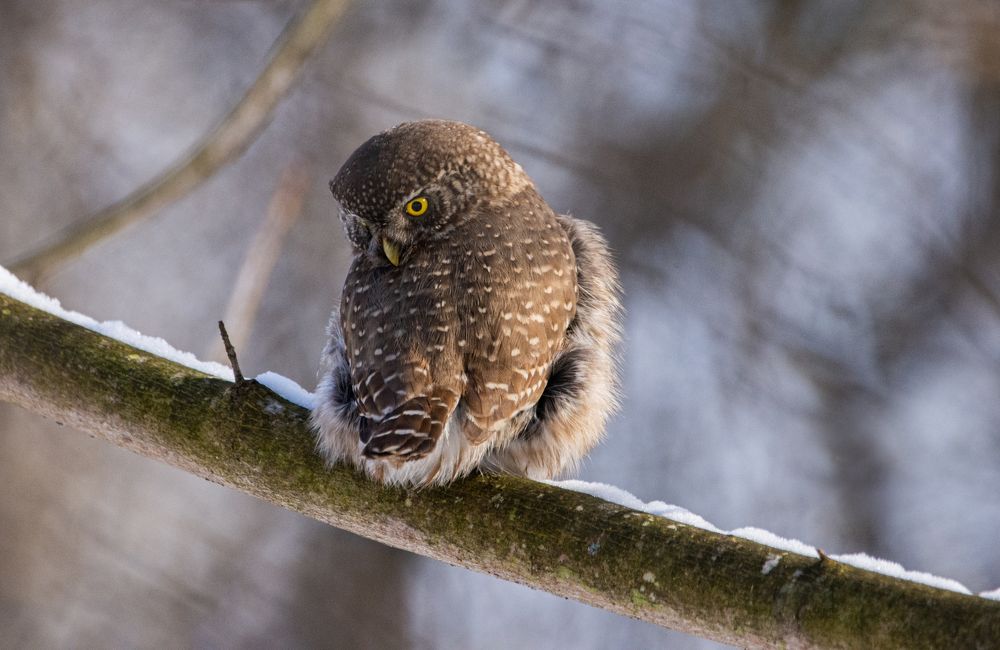 Фотография автора Татьяна Ливеровская