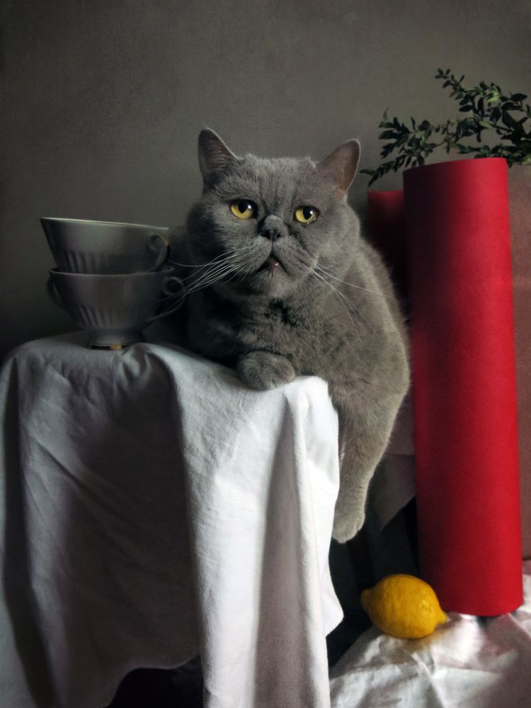 Фотография автора Елена Лысенко