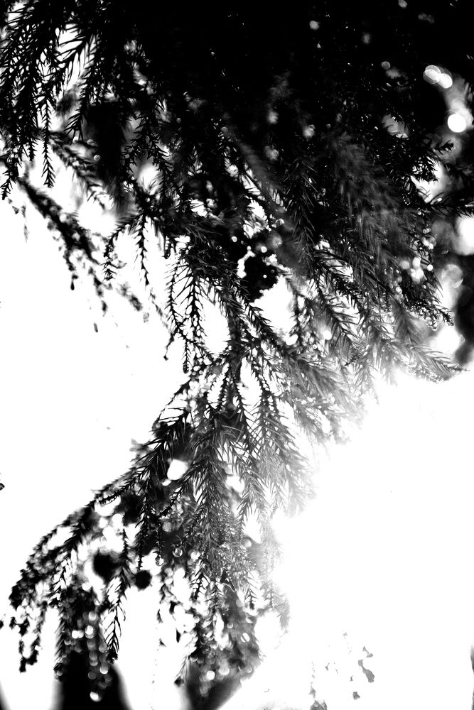 Photograph by Кристина Устян