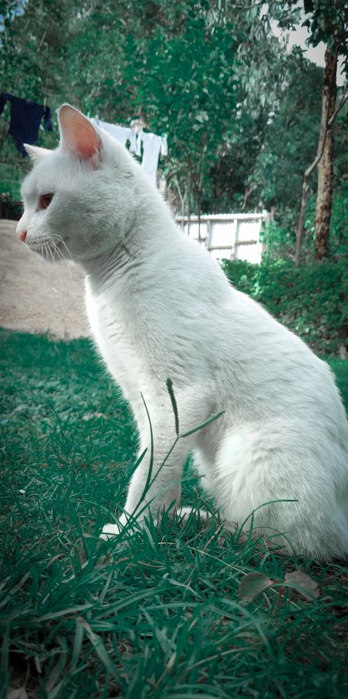 Pet