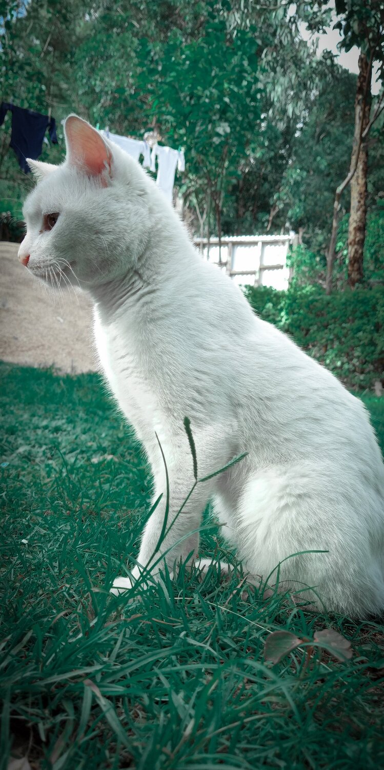 Pet