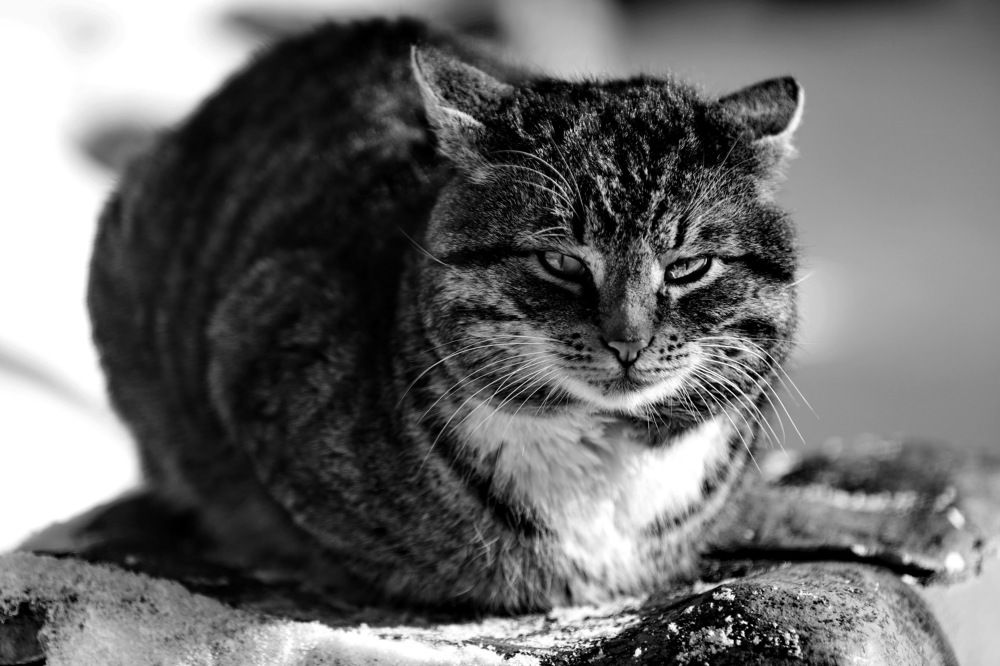 Photograph by Константин Лагоденко