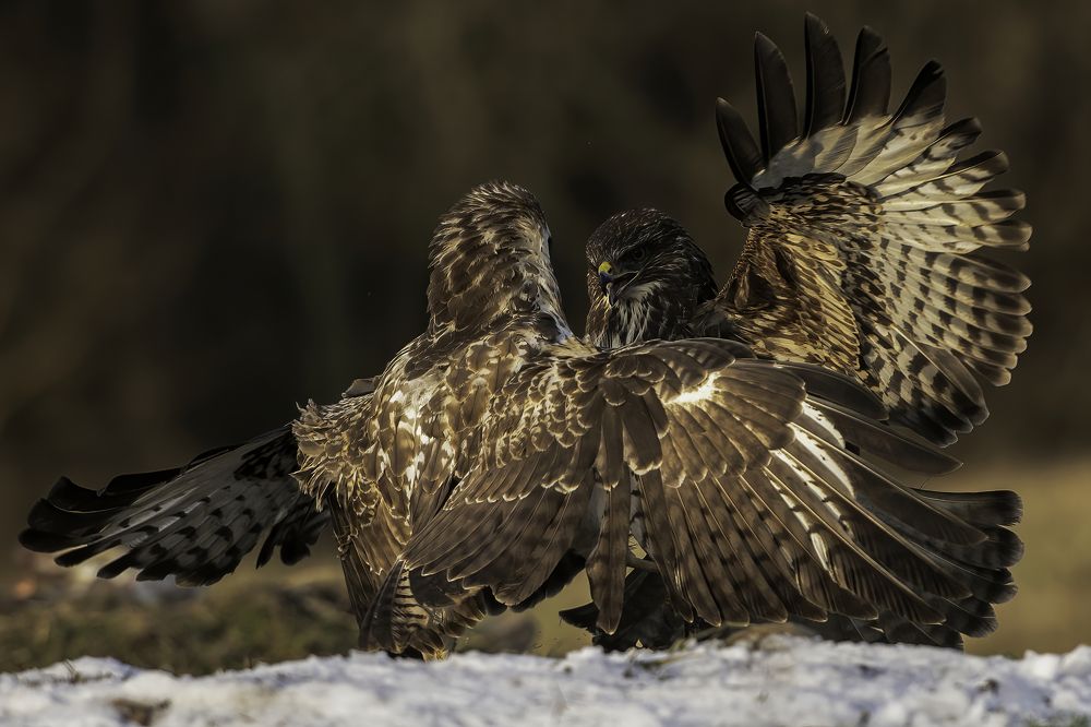 Photograph by Ernestas Balcikonis