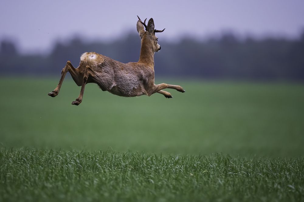 Фотография автора Ernestas Balcikonis