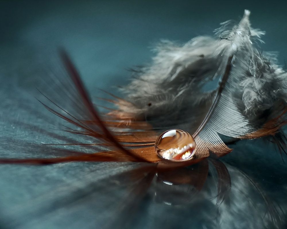 Droplet on the feather