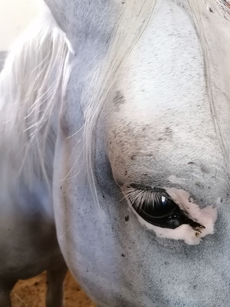 Horse eye